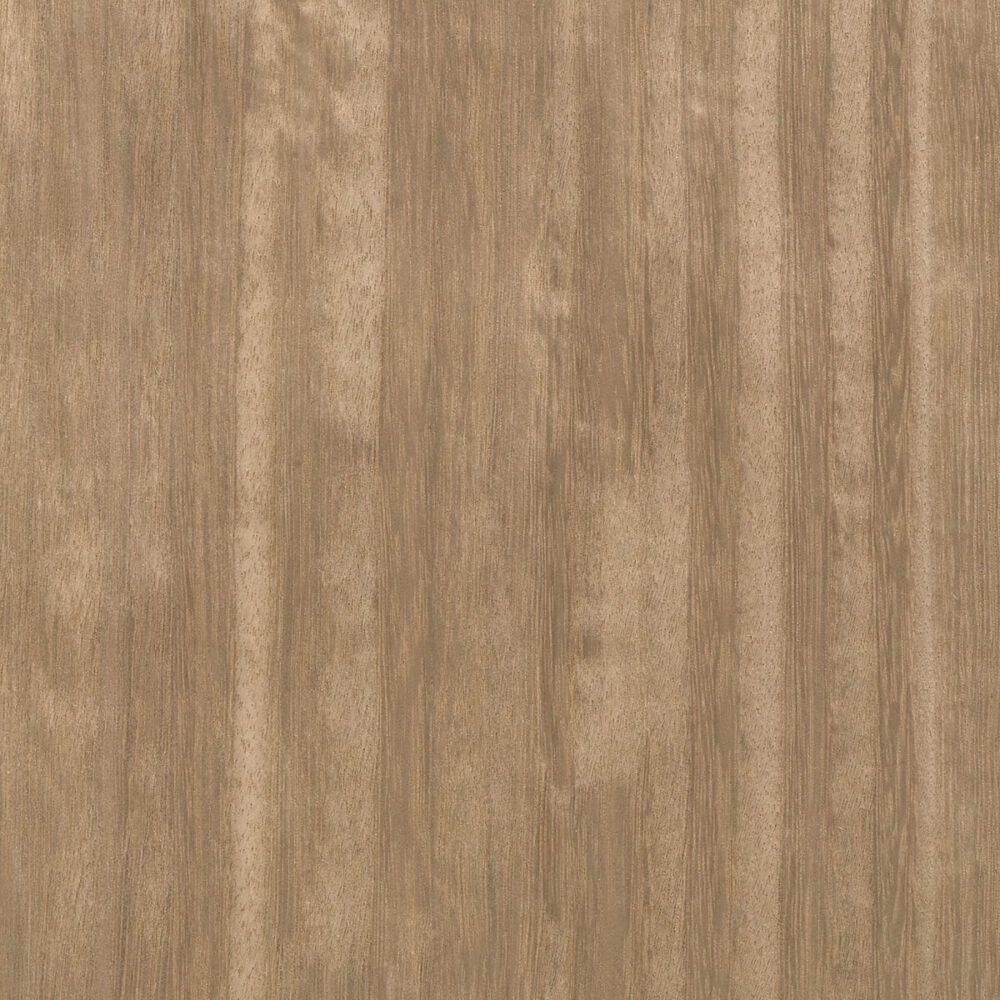 EUCALYPTUS E5.118