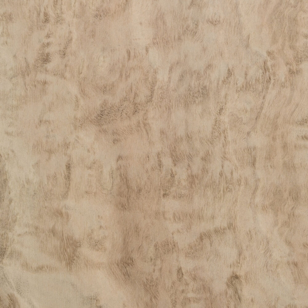 EUCALYPTUS POMELÉ E5.P.B03