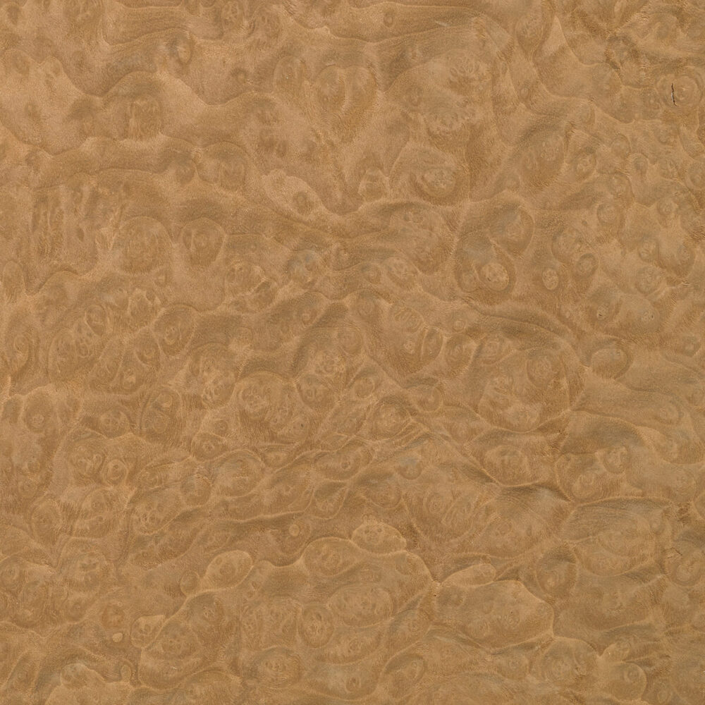 MADRONA BURL 46.002