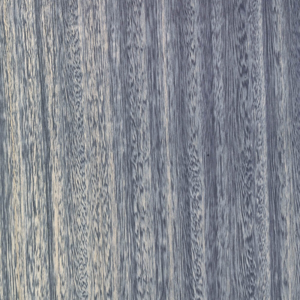 EUCALYPTUS E5.B09