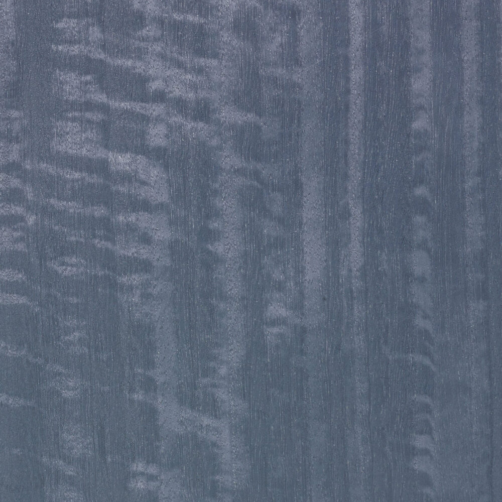 EUCALYPTUS FRISÉ E5.S.006